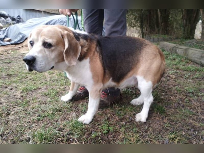 Pixi, Beagle