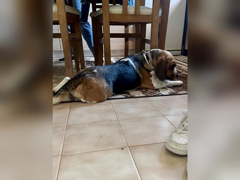 Beagle Mix HUGO (2 Jahre alt) sucht eine Familie!