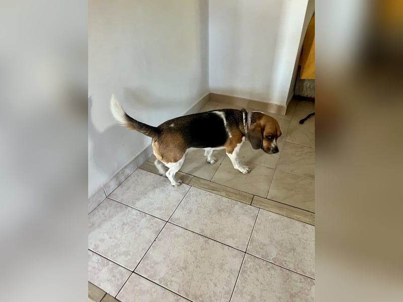 Beagle Mix HUGO (2 Jahre alt) sucht eine Familie!