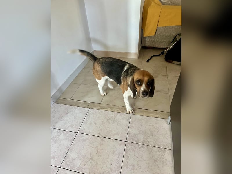 Beagle Mix HUGO (2 Jahre alt) sucht eine Familie!