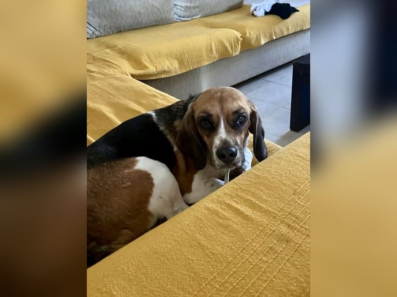Beagle Mix HUGO (2 Jahre alt) sucht eine Familie!
