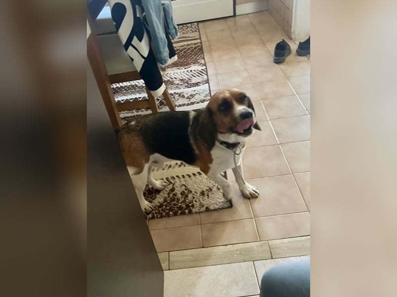 Beagle Mix HUGO (2 Jahre alt) sucht eine Familie!