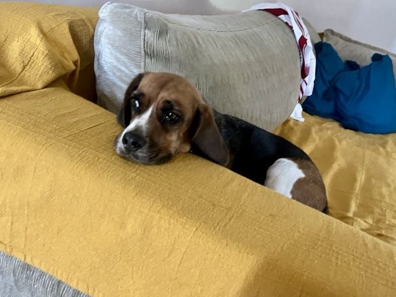 Beagle Mix HUGO (2 Jahre alt) sucht eine Familie!