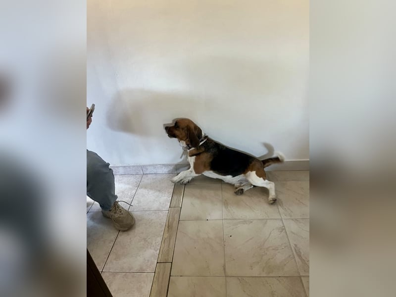 Beagle Mix HUGO (2 Jahre alt) sucht eine Familie!