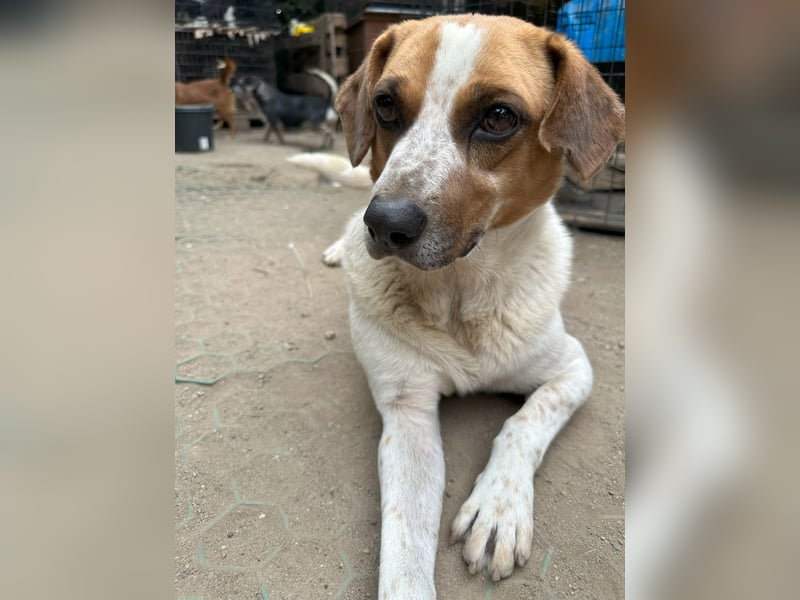 BONGO, Rüde, 4 Jahre, 40cm, Beagle-Mischling, Tierschutz
