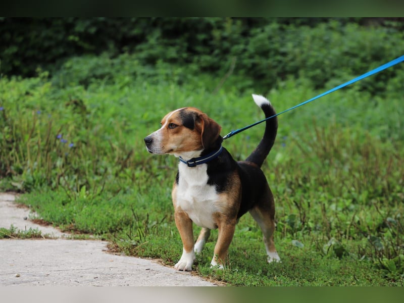 Bub 67J - Leine kann ich schon, wer nimmt mich mit auf seine Wanderungen?