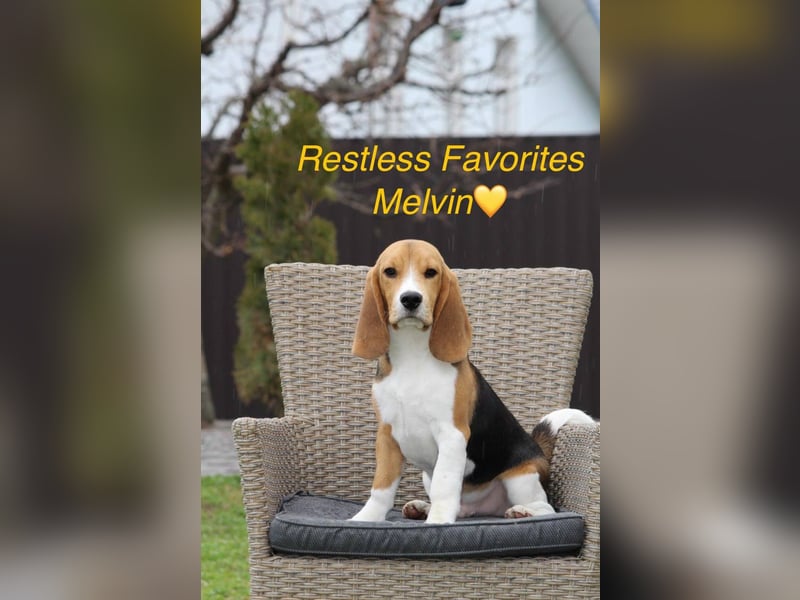 Beagle-Welpen, Zucht FCI