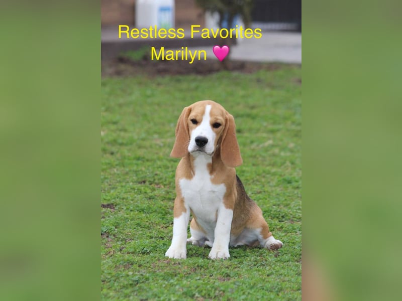 Beagle-Welpen, Zucht FCI