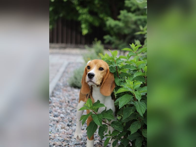 Beagle-Welpen, Zucht FCI