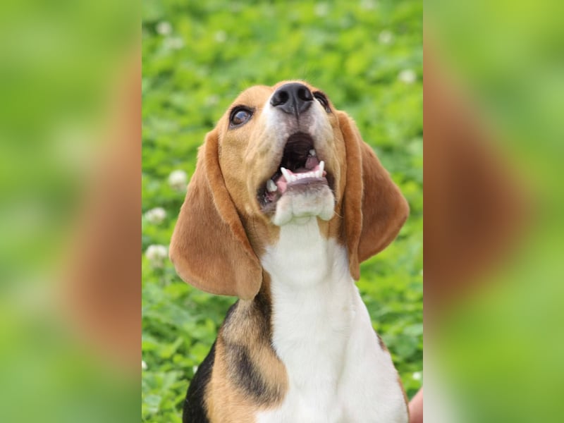 Beagle-Welpen, Zucht FCI