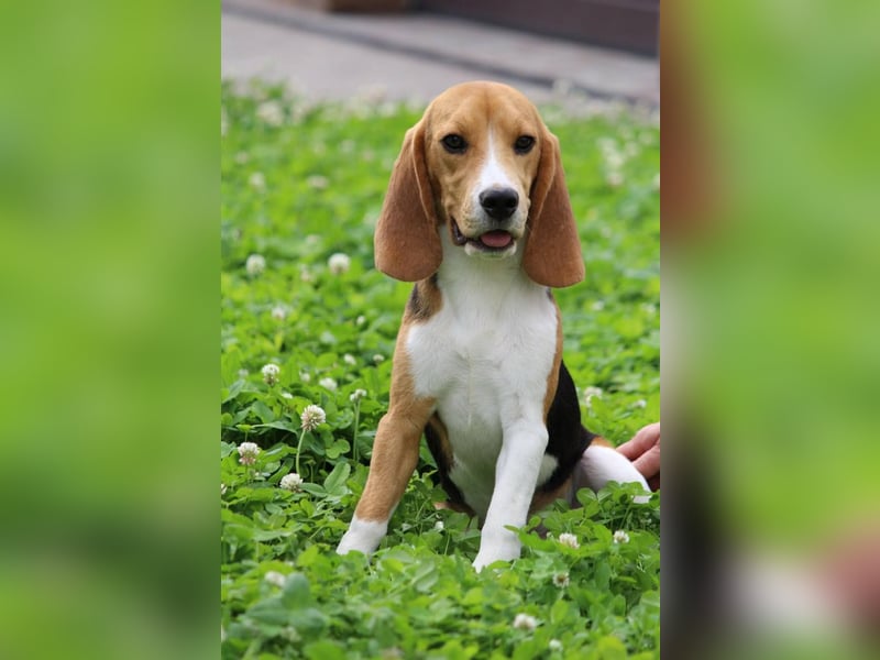 Beagle-Welpen, Zucht FCI