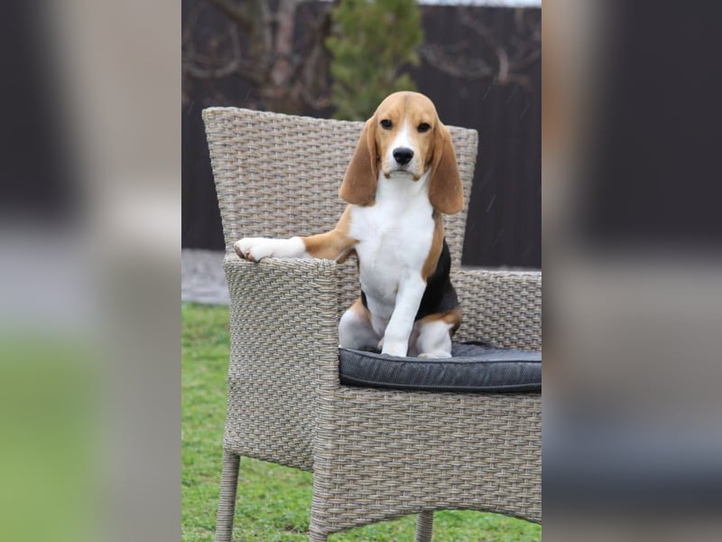 Beagle-Welpen, Zucht FCI