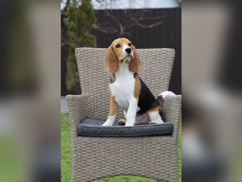 Beagle-Welpen, Zucht FCI