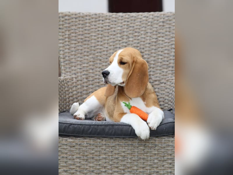Beagle-Welpen, Zucht FCI