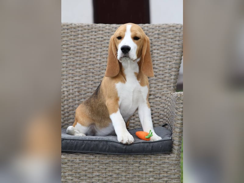 Beagle-Welpen, Zucht FCI