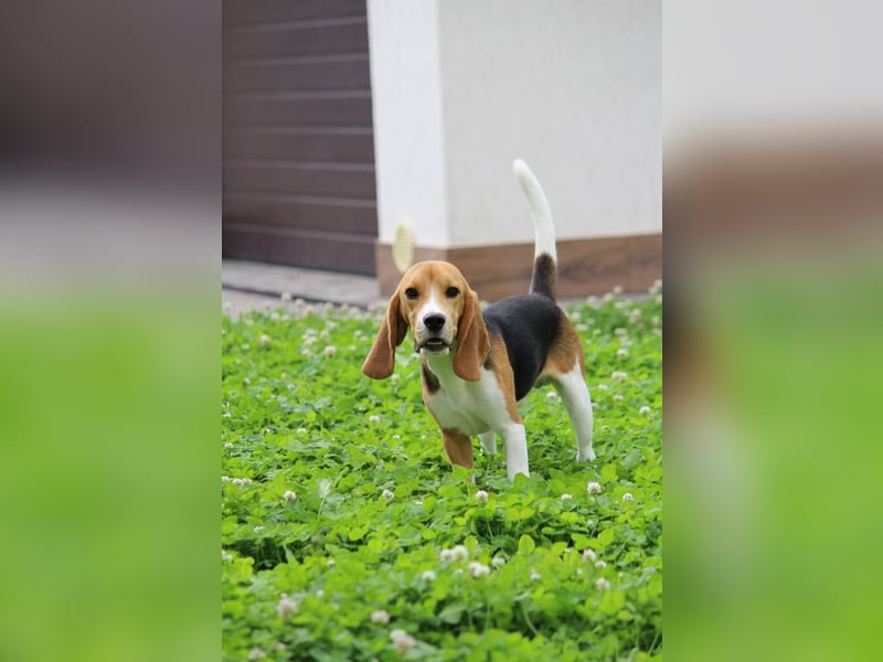 Beagle-Welpen, Zucht FCI