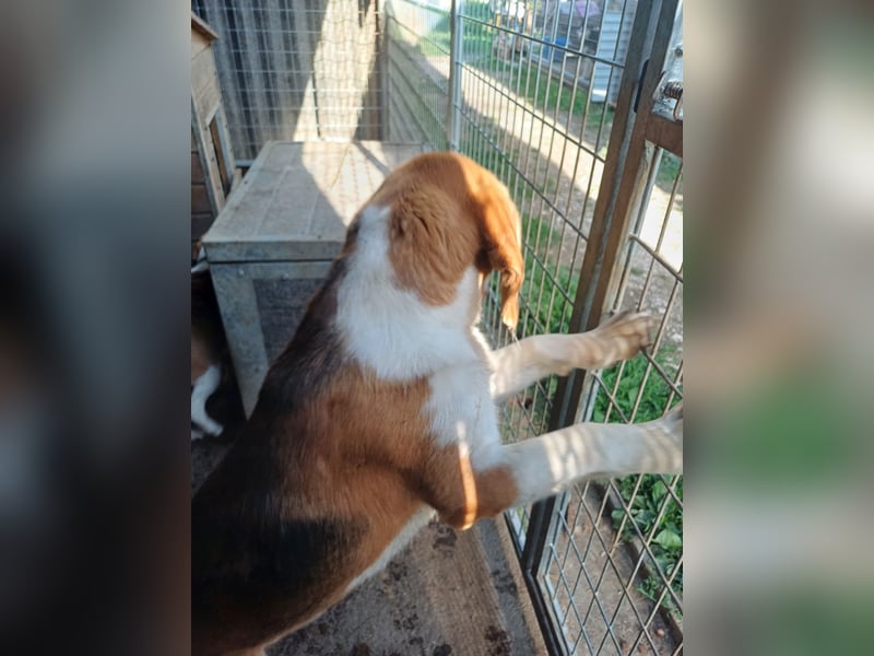 Nanook, freundlicher und aktiver Beagle, geb. 03/2022