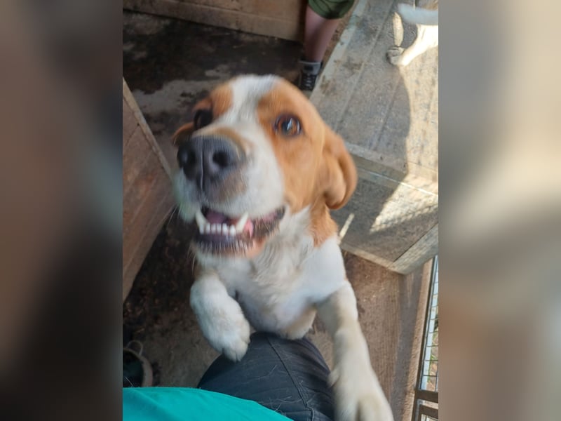 Nanook, freundlicher und aktiver Beagle, geb. 03/2022