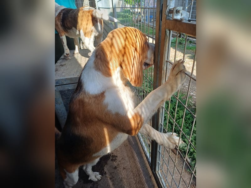 Nanook, freundlicher und aktiver Beagle, geb. 03/2022
