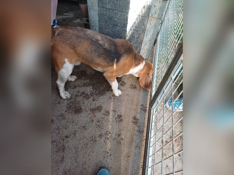 Nanook, freundlicher und aktiver Beagle, geb. 03/2022