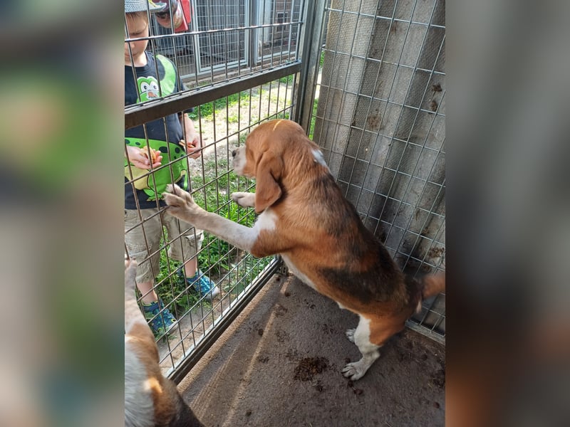 Nanook, freundlicher und aktiver Beagle, geb. 03/2022