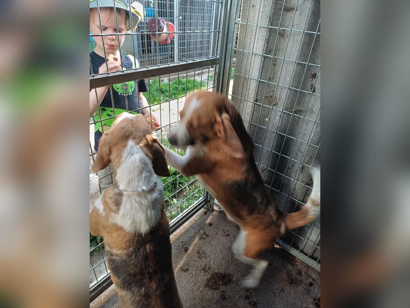Nanook, freundlicher und aktiver Beagle, geb. 03/2022