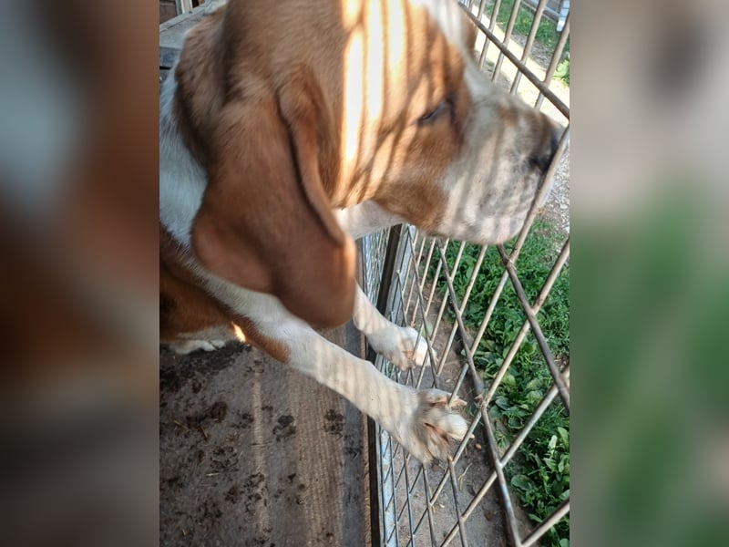 Nanook, freundlicher und aktiver Beagle, geb. 03/2022