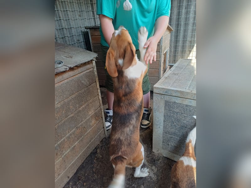 Nanook, freundlicher und aktiver Beagle, geb. 03/2022
