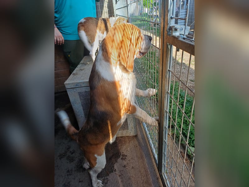 Nanook, freundlicher und aktiver Beagle, geb. 03/2022