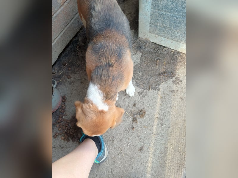 Nanook, freundlicher und aktiver Beagle, geb. 03/2022