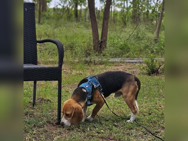 Leano sucht ein Beagle erfahrenes Heim