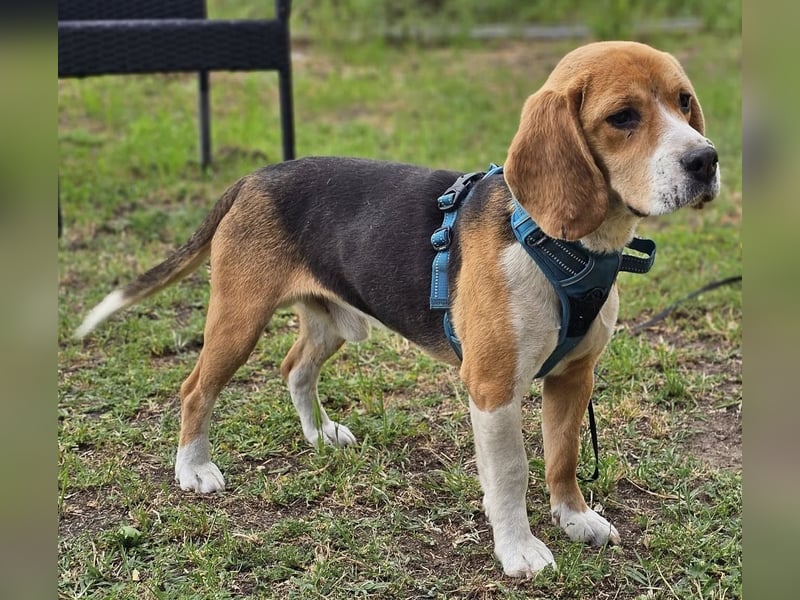 Leano sucht ein Beagle erfahrenes Heim