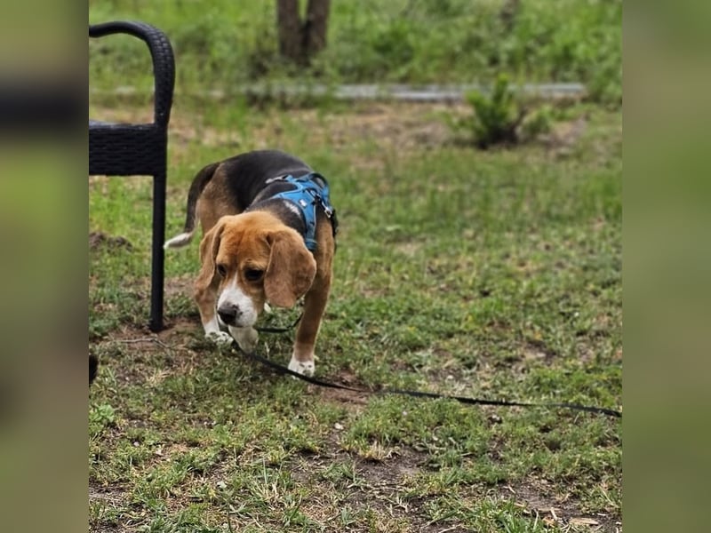Leano sucht ein Beagle erfahrenes Heim