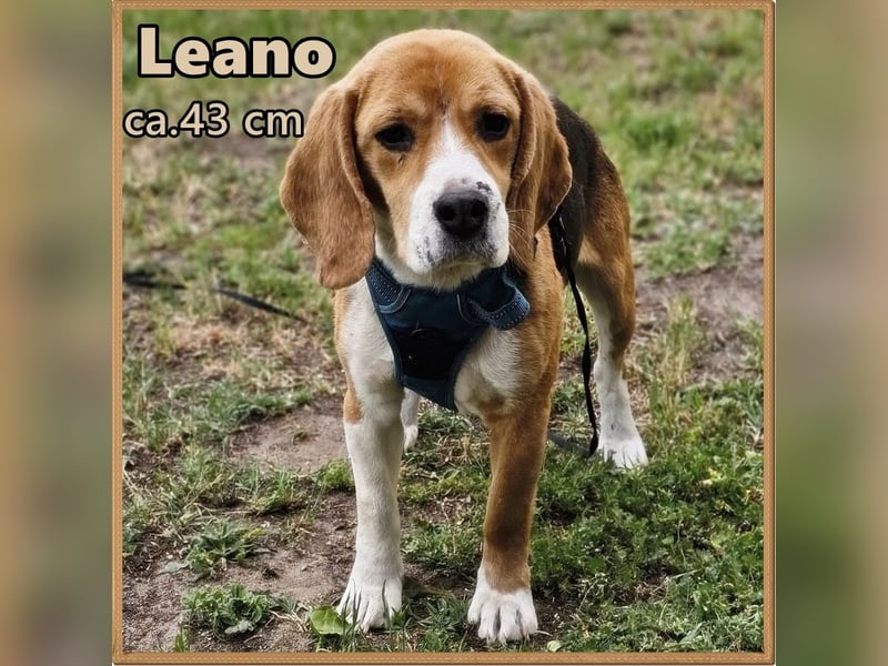 Leano sucht ein Beagle erfahrenes Heim