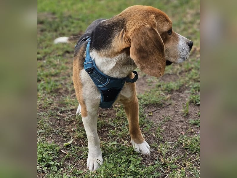 Leano sucht ein Beagle erfahrenes Heim