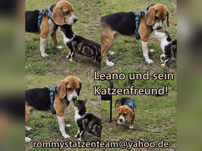 Leano sucht ein Beagle erfahrenes Heim