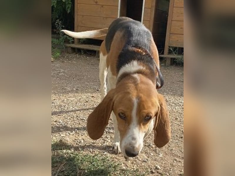 Beagle-Mix Pablito - verspielt und freundlich