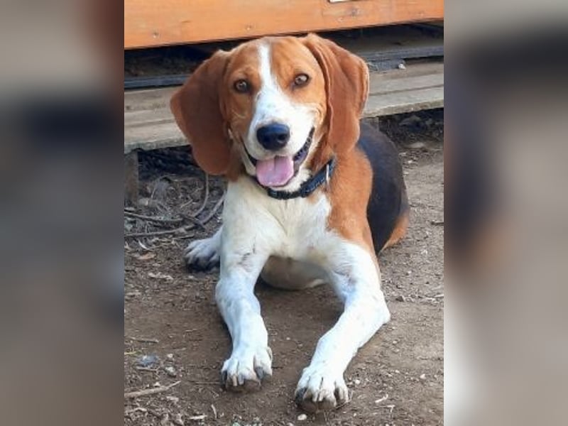 Beagle-Mix Pablito - verspielt und freundlich