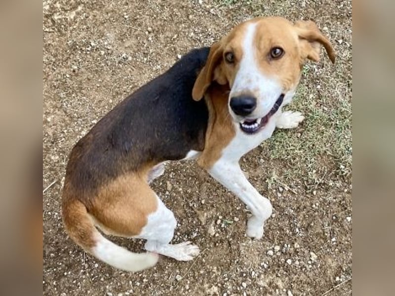 Beagle-Mix Pablito - verspielt und freundlich
