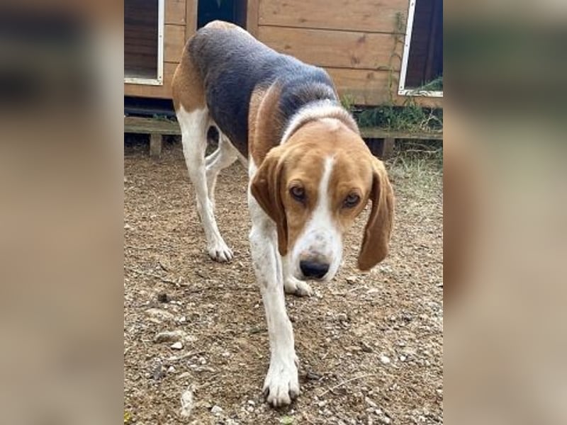 Beagle-Mix Pablito - verspielt und freundlich