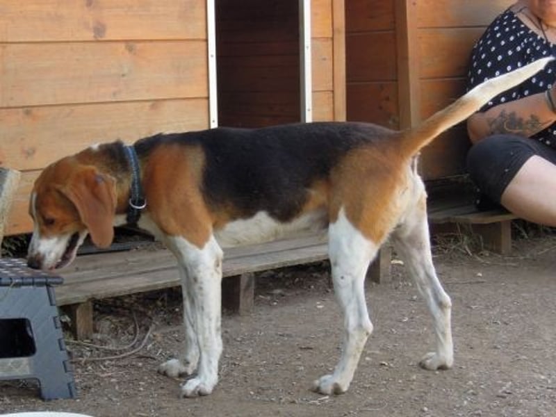 Beagle-Mix Pablito - verspielt und freundlich