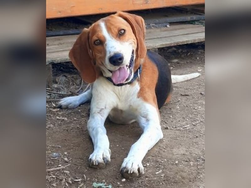 Beagle-Mix Pablito - verspielt und freundlich
