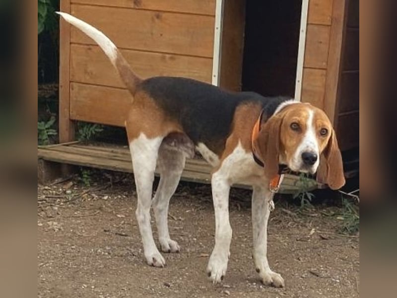 Beagle-Mix Pablito - verspielt und freundlich