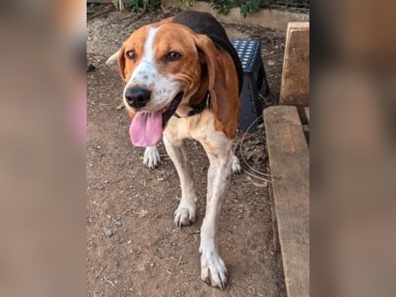 Beagle-Mix Pablito - verspielt und freundlich