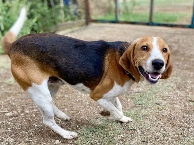 Beagle-Mix Pablito - verspielt und freundlich