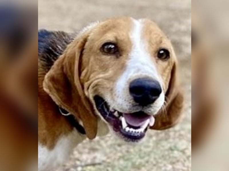 Beagle-Mix Pablito - verspielt und freundlich