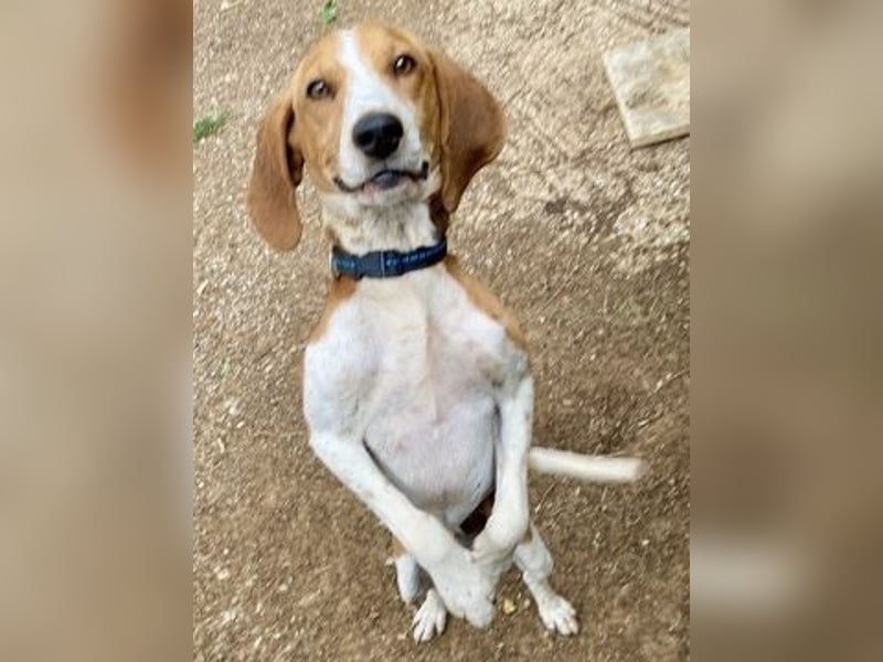 Beagle-Mix Pablito - verspielt und freundlich
