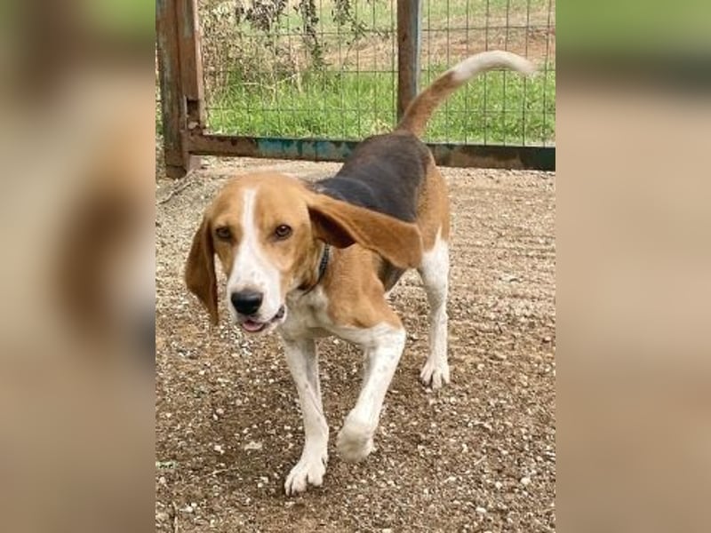 Beagle-Mix Pablito - verspielt und freundlich