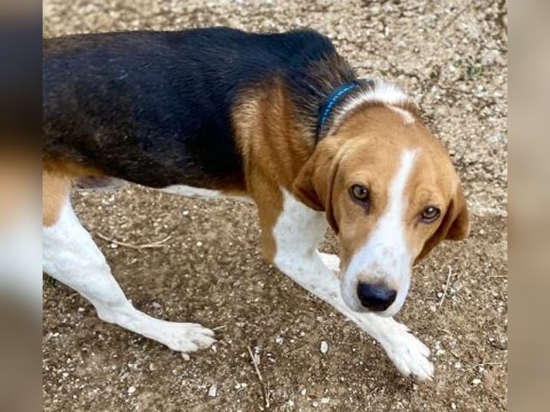 Beagle-Mix Pablito - verspielt und freundlich