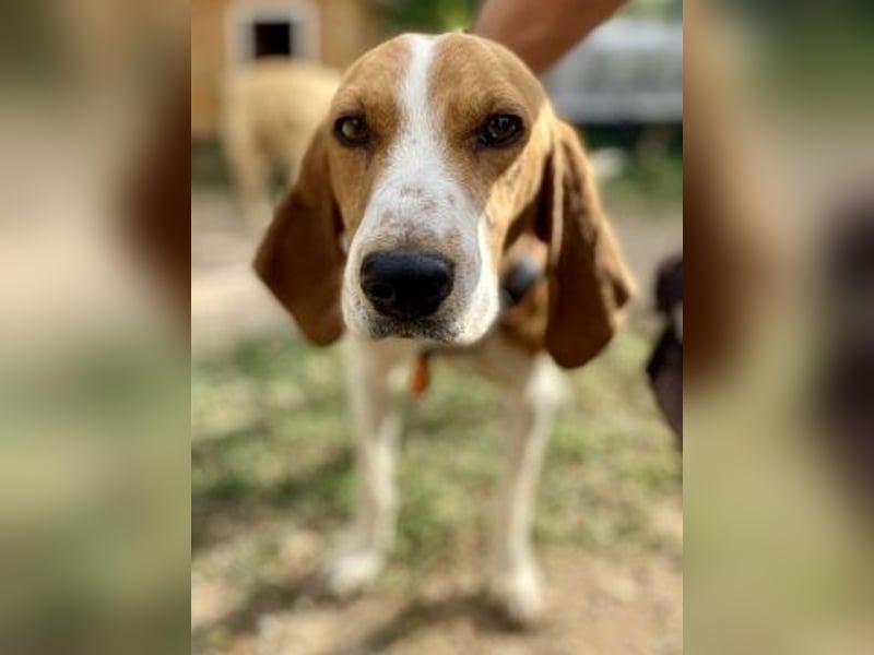 Beagle-Mix Pablito - verspielt und freundlich